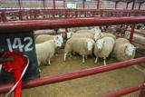 First prize pen of South Cheviot Lambs